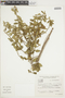Bernardia similis image