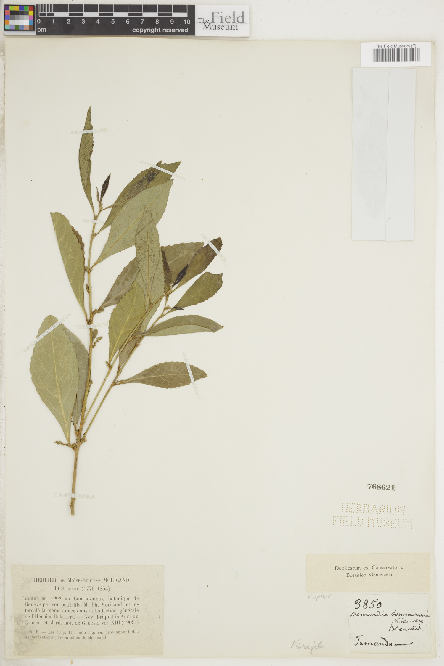 Bernardia tamanduana image