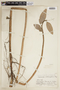 Caperonia castaneifolia image