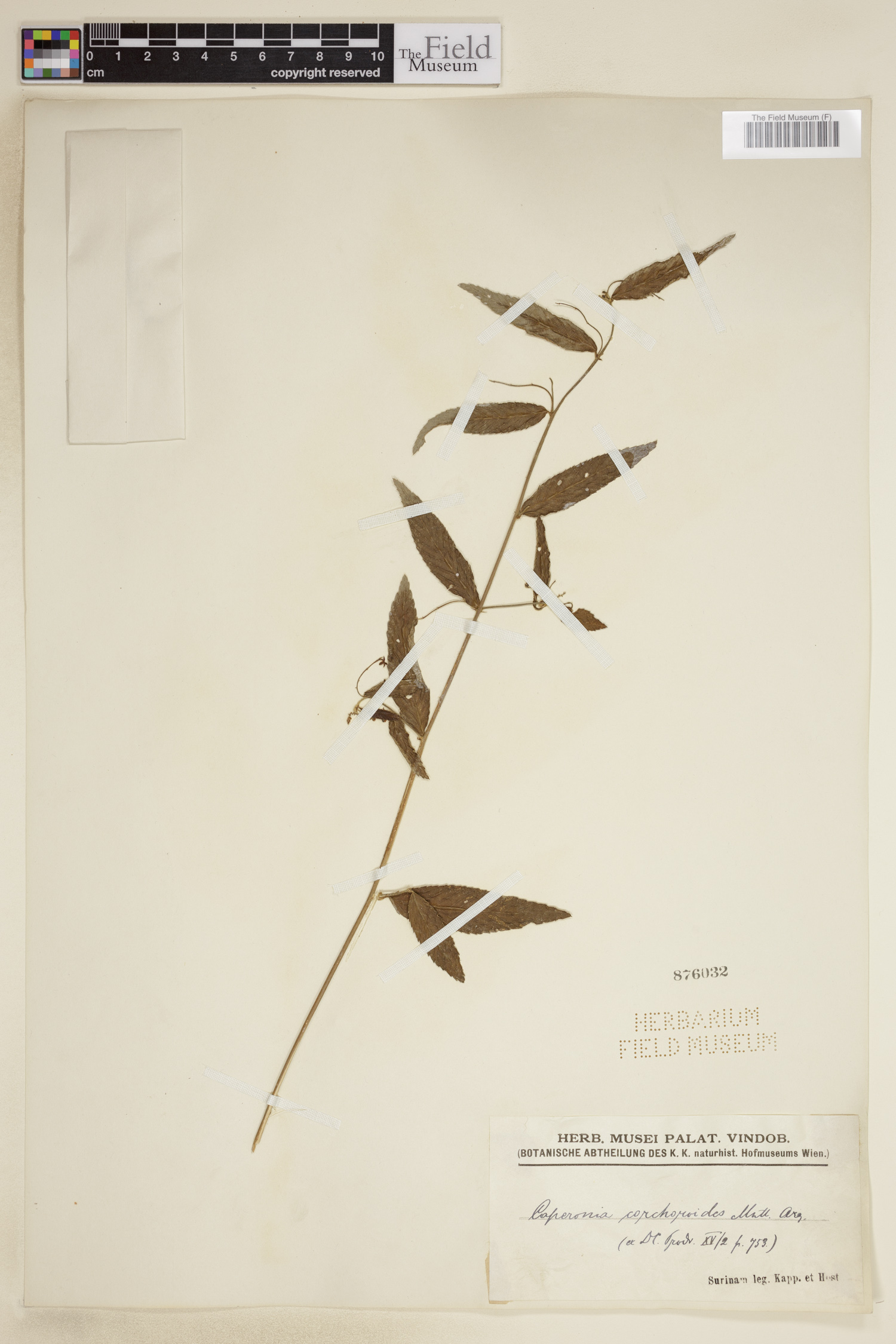 Caperonia corchoroides image