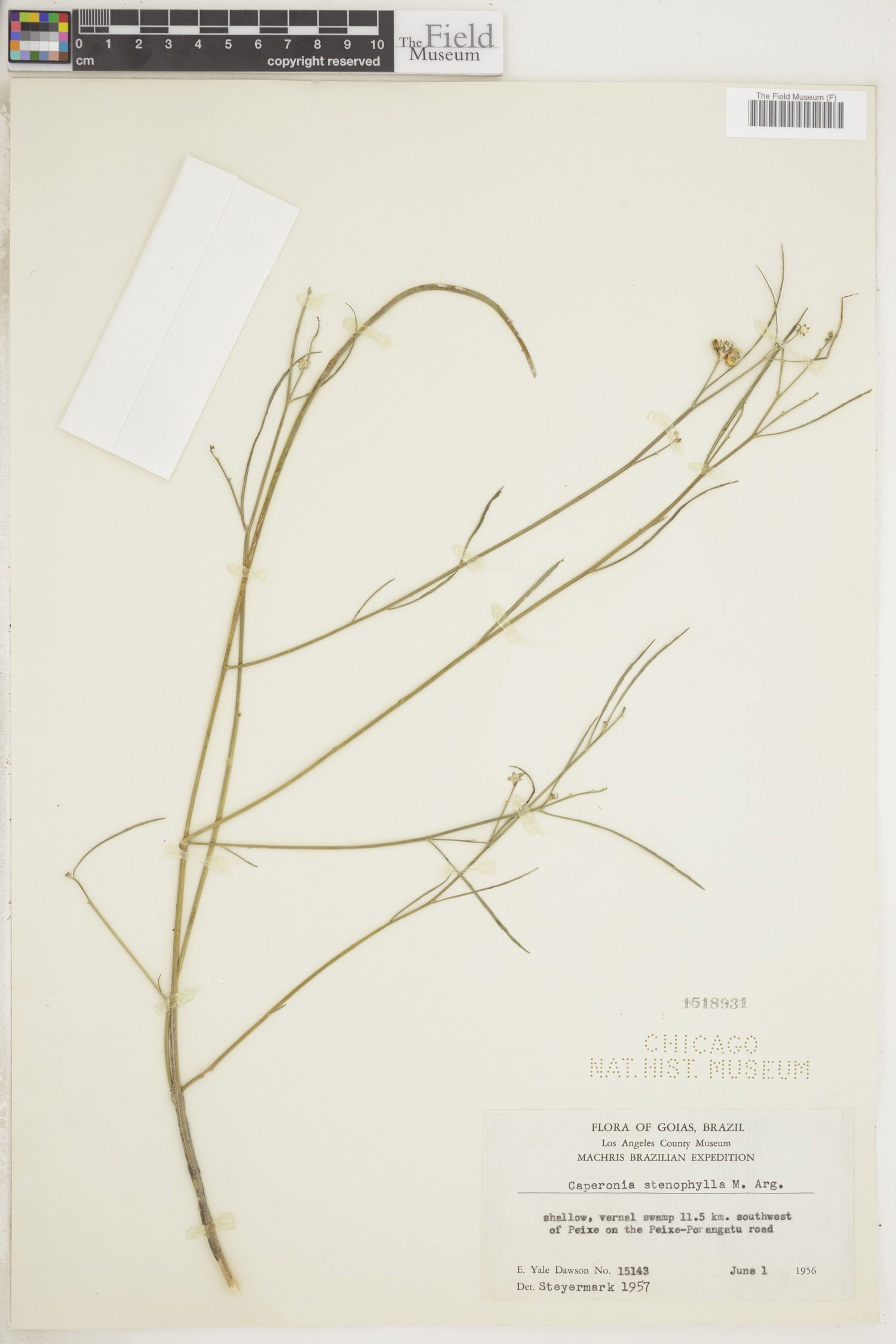 Caperonia stenophylla image