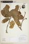 Caryodendron amazonicum image