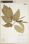 Caryodendron orinocense image