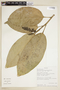 Caryodendron orinocense image