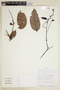 Chaetocarpus echinocarpus image