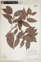 Chaetocarpus echinocarpus image