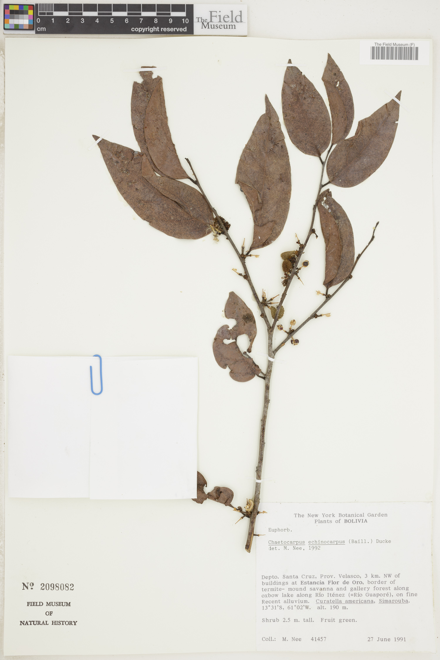 Chaetocarpus image