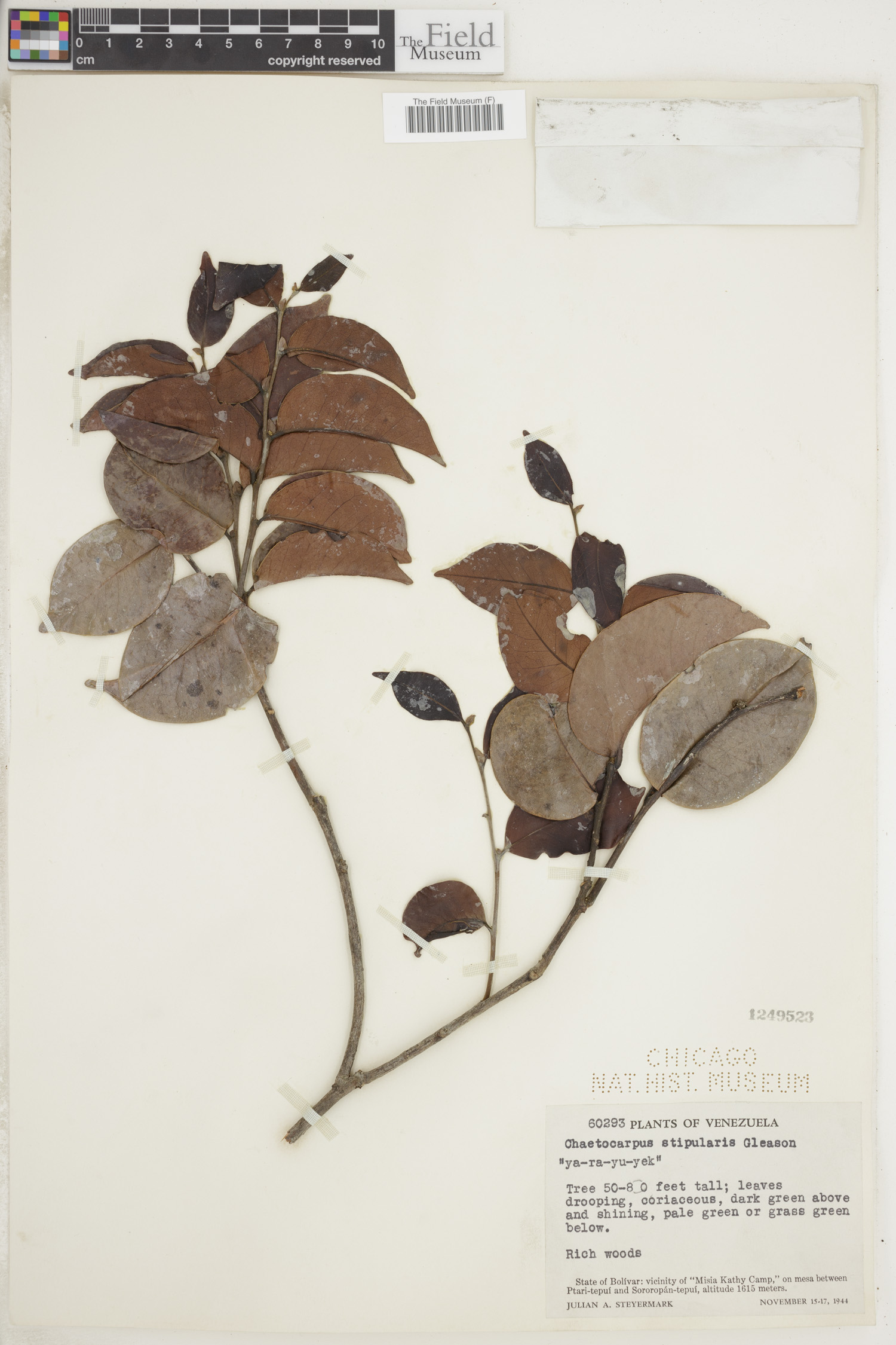 Chaetocarpus image