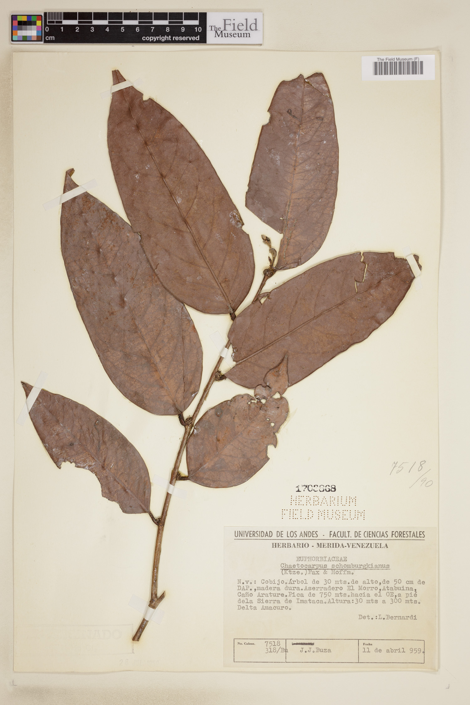 Chaetocarpus image