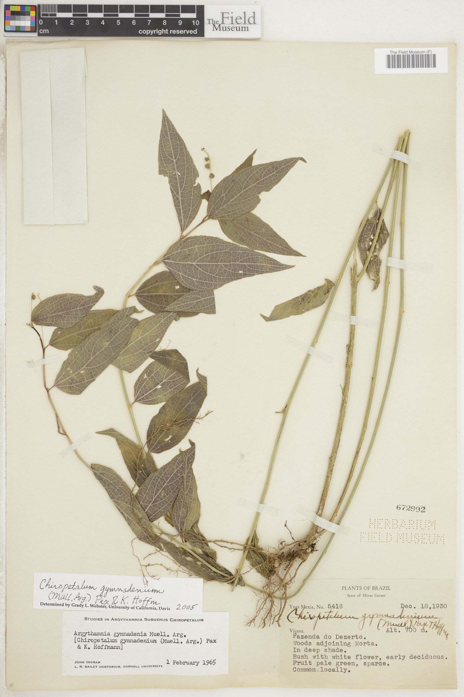 Chiropetalum gymnadenium image