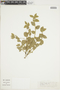 Chiropetalum foliosum image