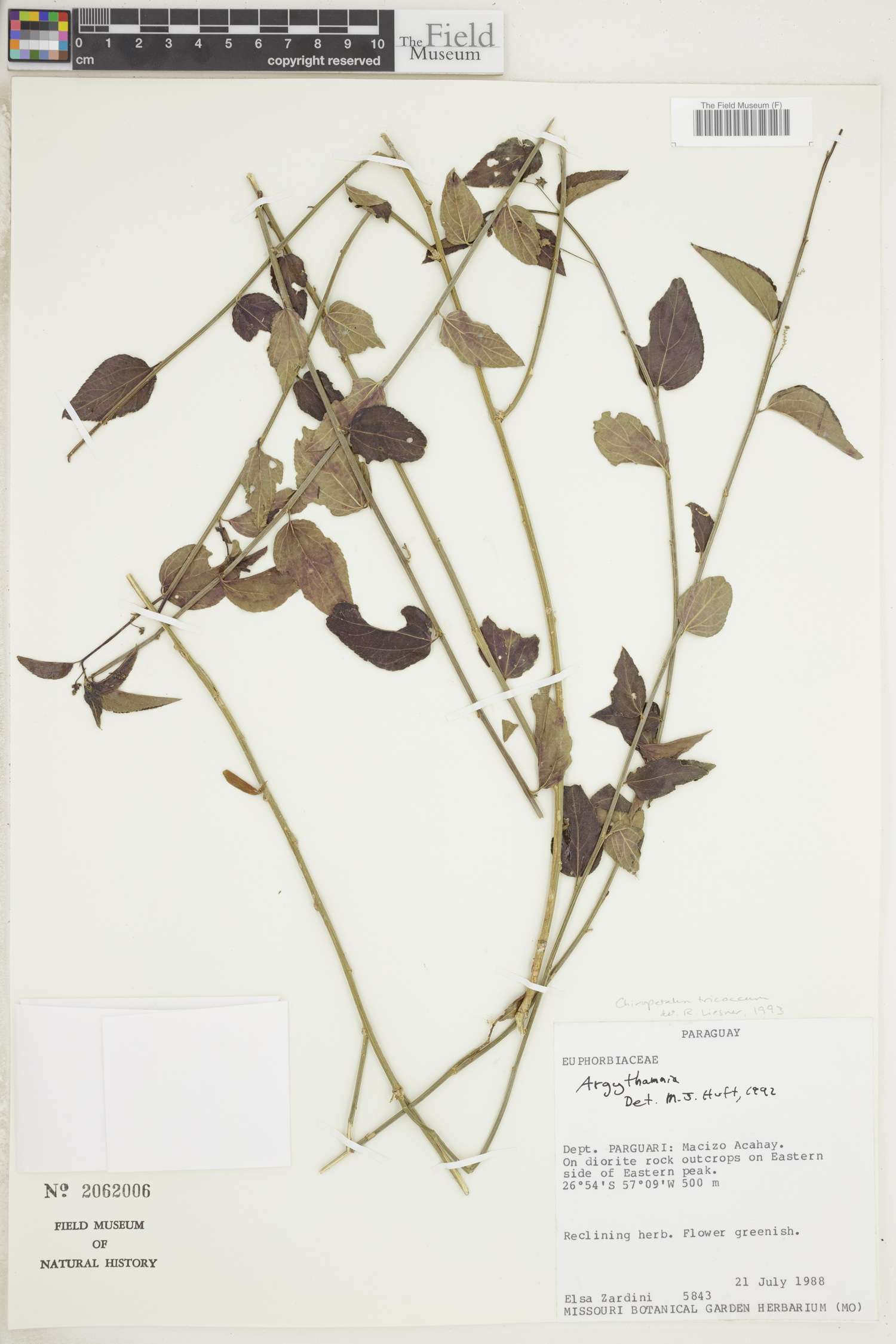 Chiropetalum tricoccum image