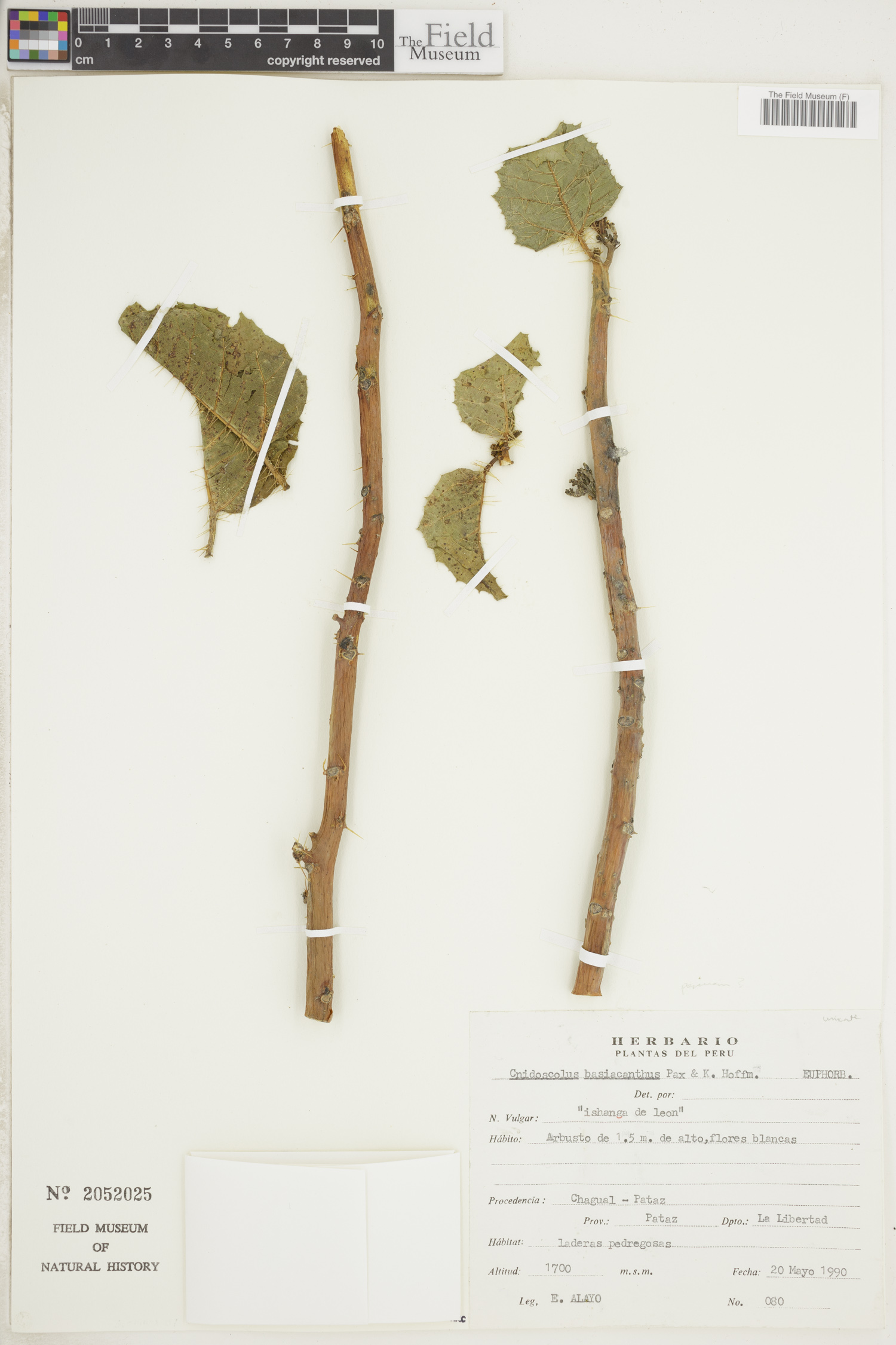 Cnidoscolus basiacanthus image