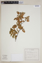 Croton adamantinus image