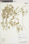Croton andinus image