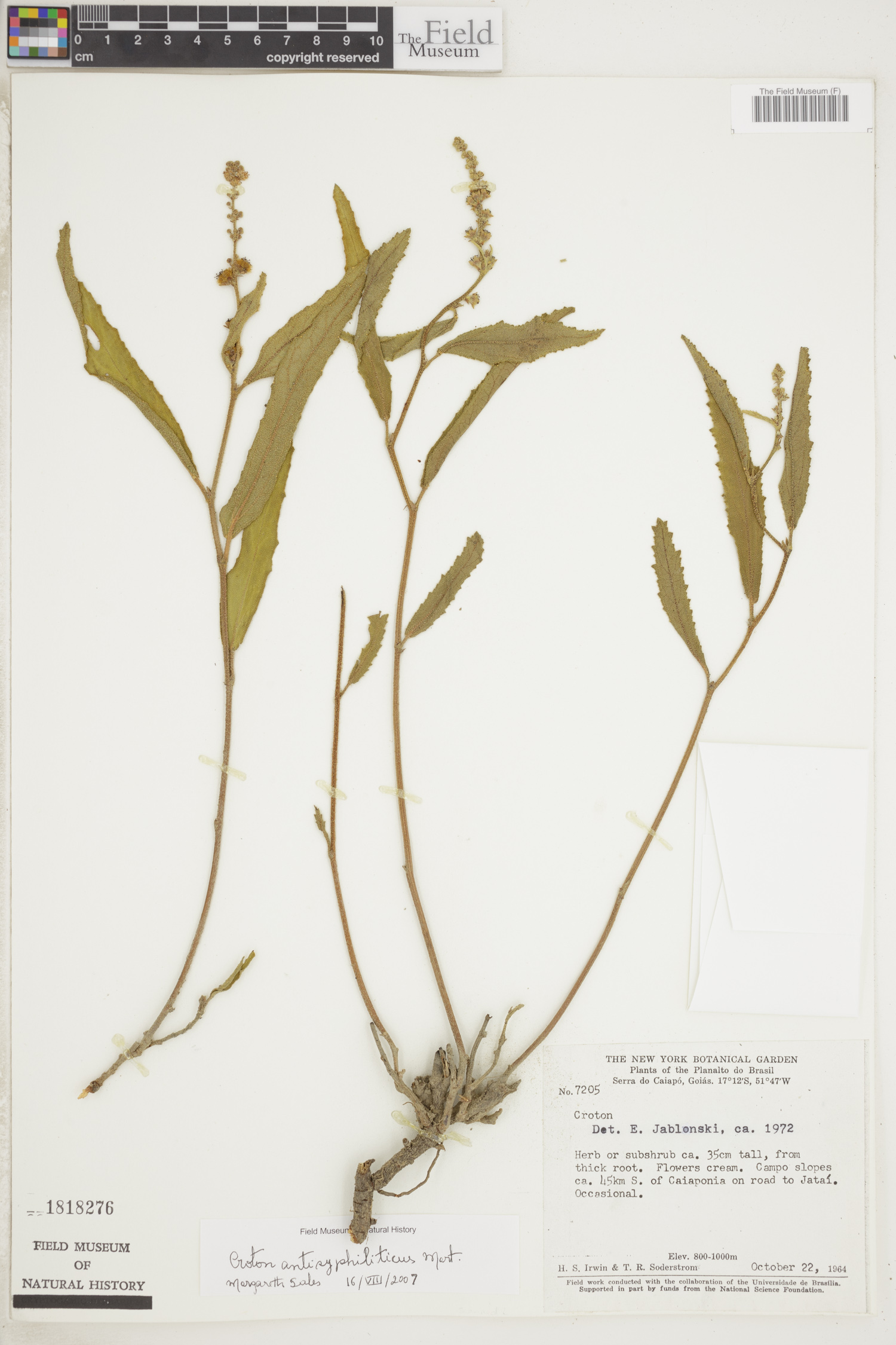 Croton antisyphiliticus image