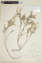 Croton argentinus image