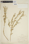 Croton argentinus image
