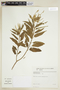 Croton argyroglossus image