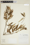 Croton tricolor image