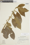 Acalypha scandens image