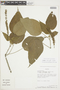 Acalypha hibiscifolia image