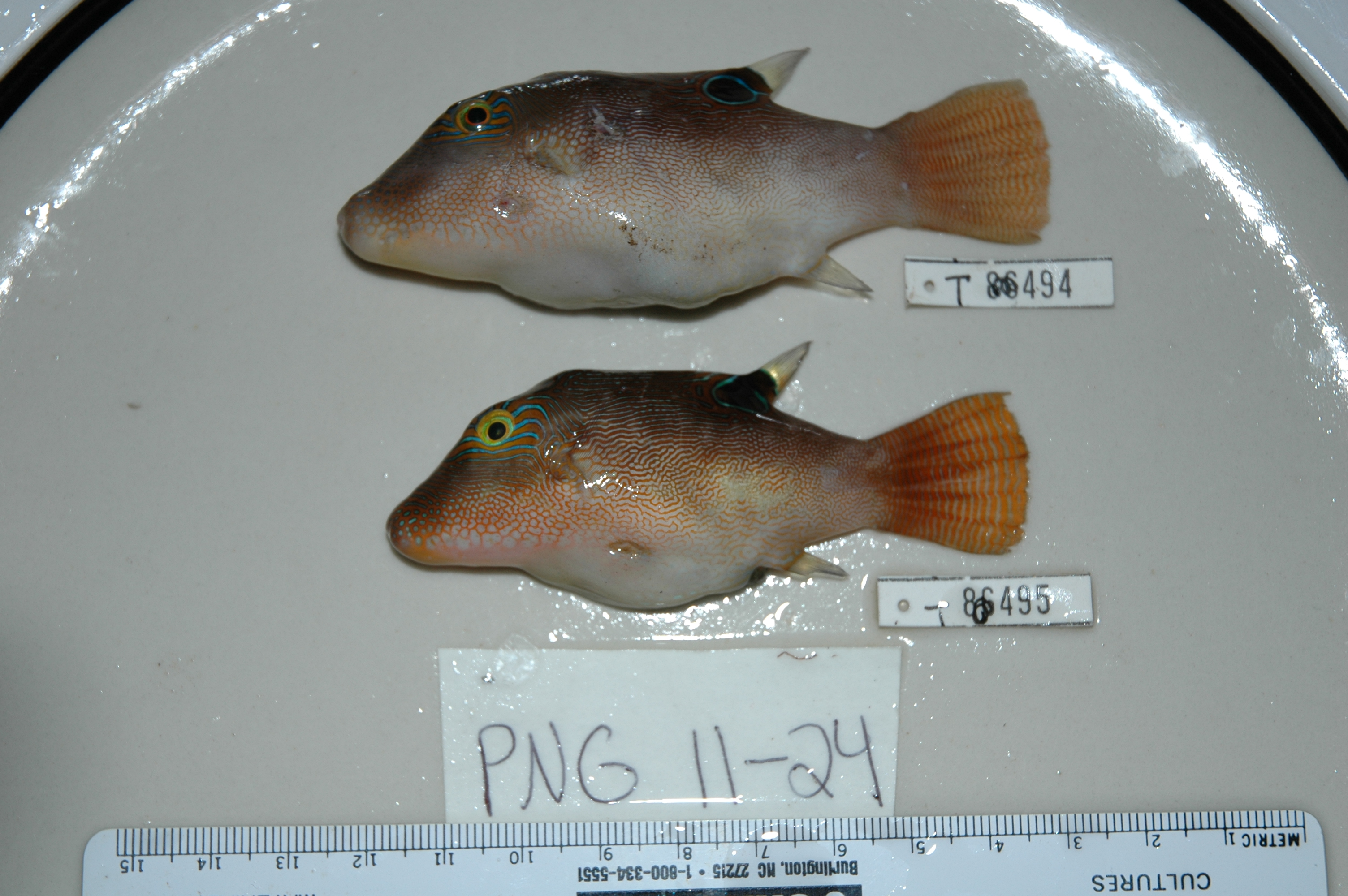 Canthigaster compressa