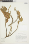 Croton cupreatus image