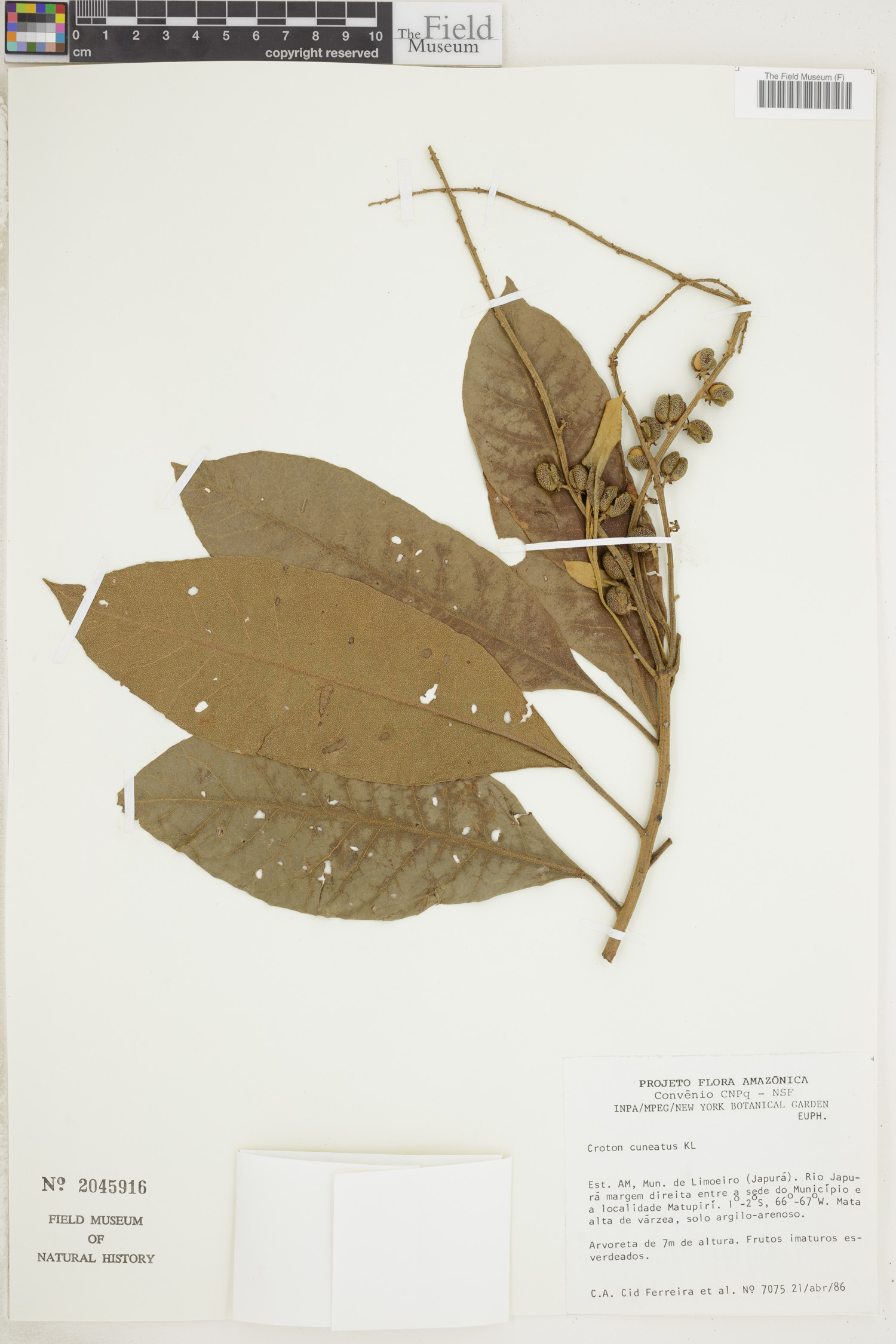 Croton cuneatus image
