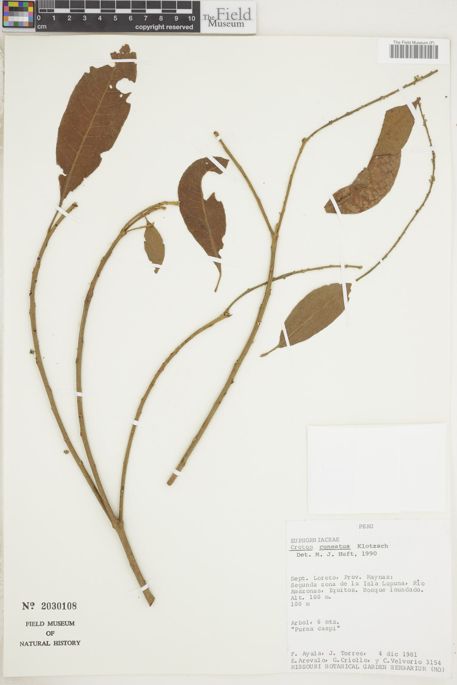 Croton cuneatus image