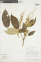 Croton floccosus image