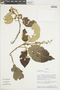 Croton floccosus image