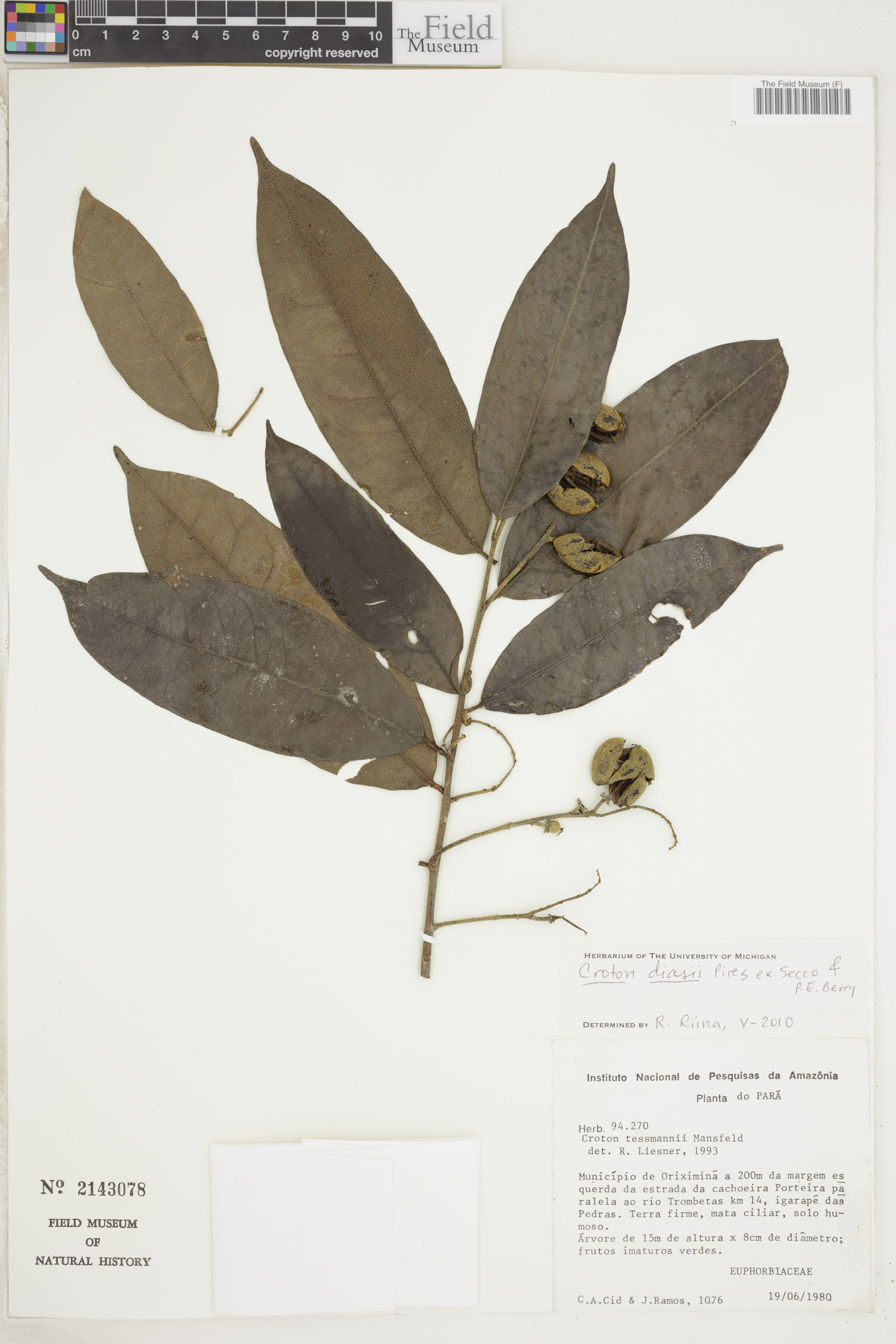 Croton diasii image