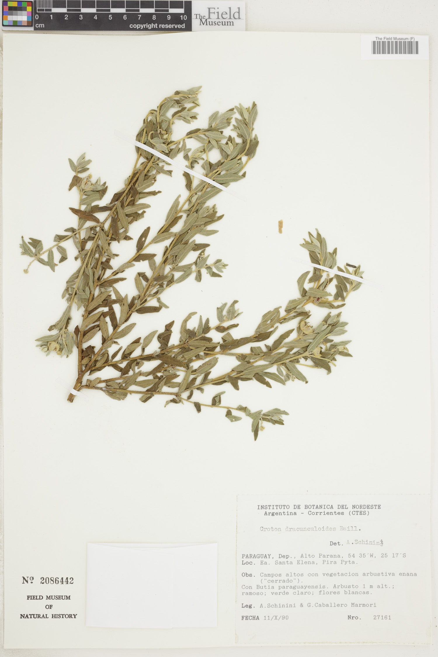 Croton dracunculoides image