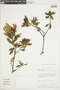 Croton emporiorum image