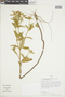 Croton corchoropsis image