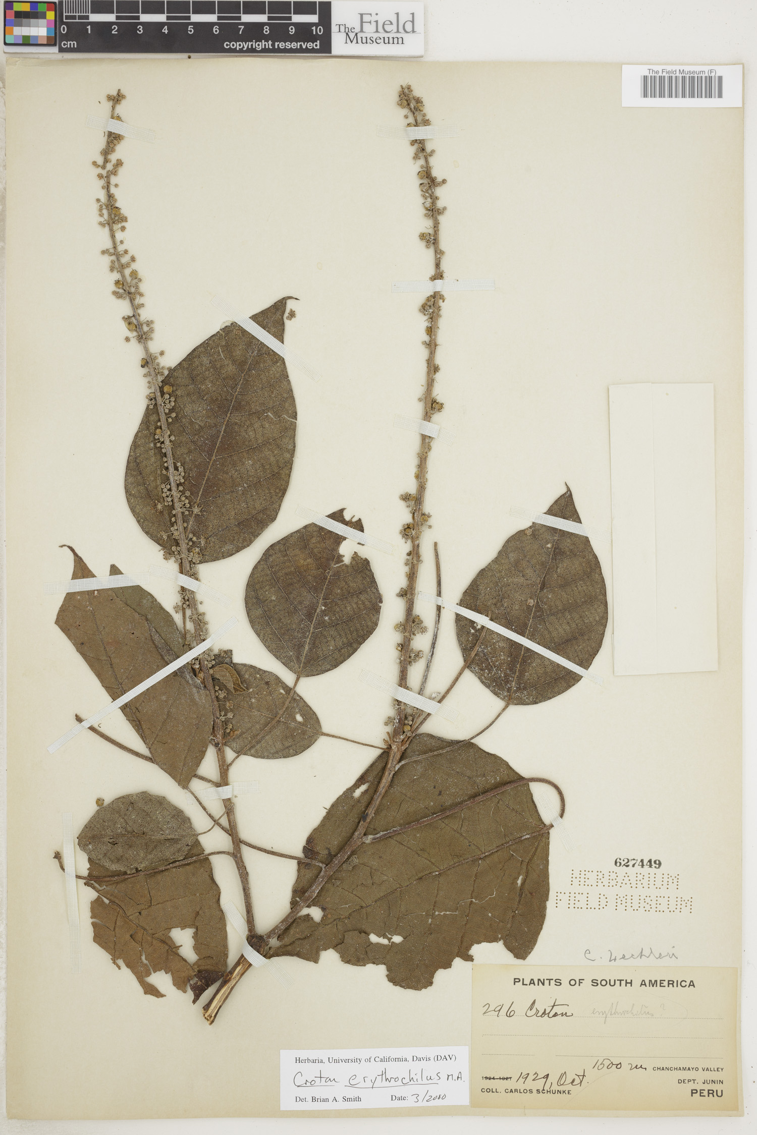 Croton erythrochilus image