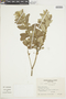Croton erythroxyloides image