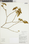 Croton ferrugineus image