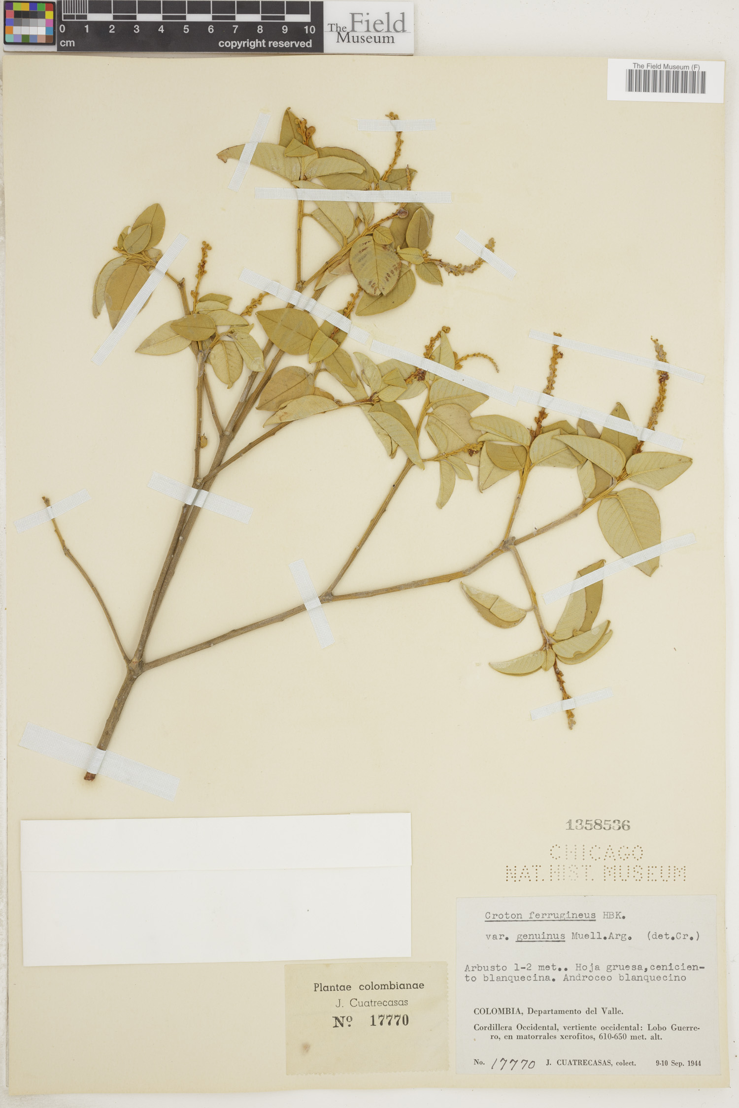 Croton ferrugineus image