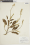 Croton floribundus image