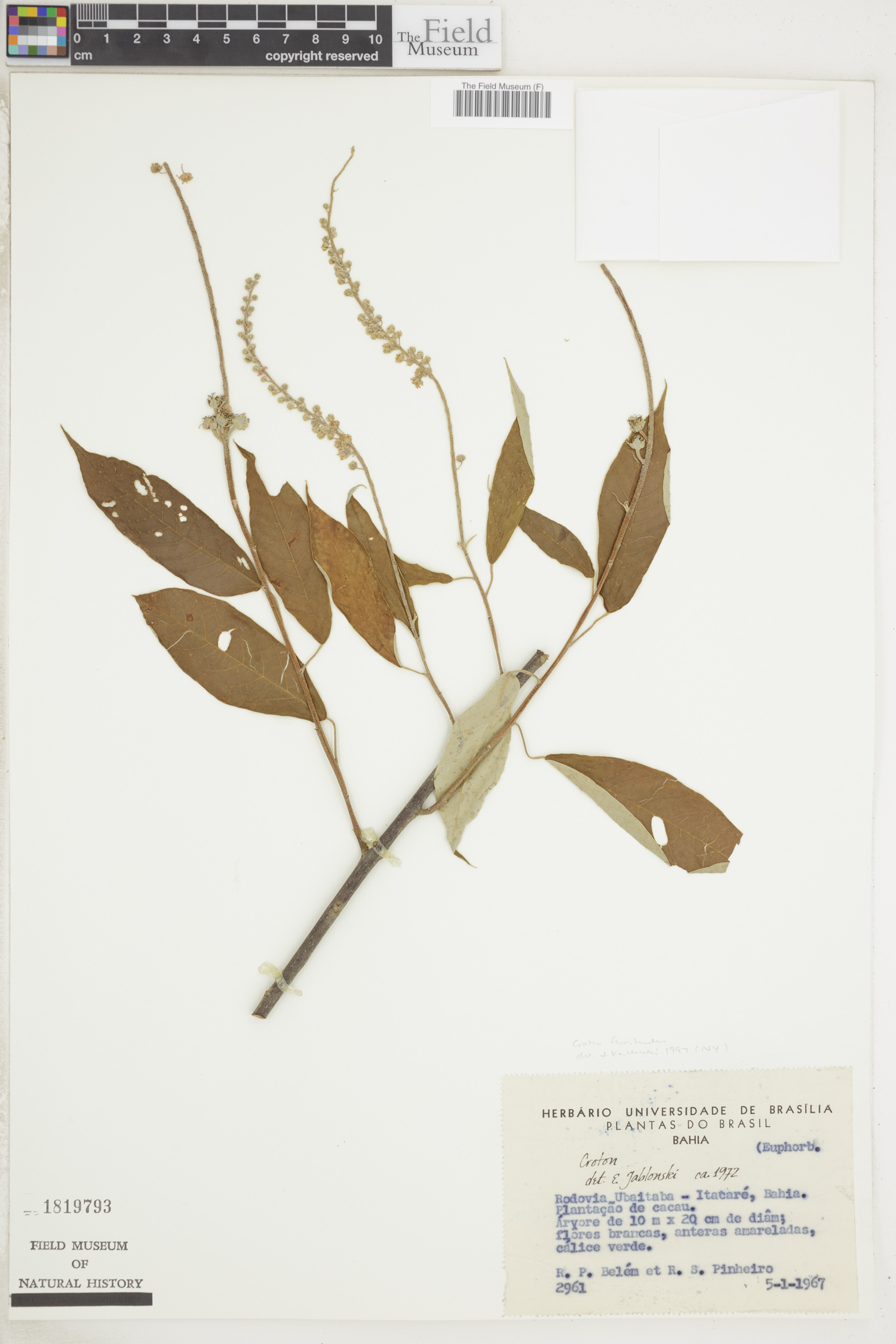 Croton floribundus image