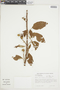 Croton floribundus image