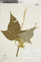 Croton hibiscifolius image
