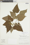 Croton hibiscifolius image