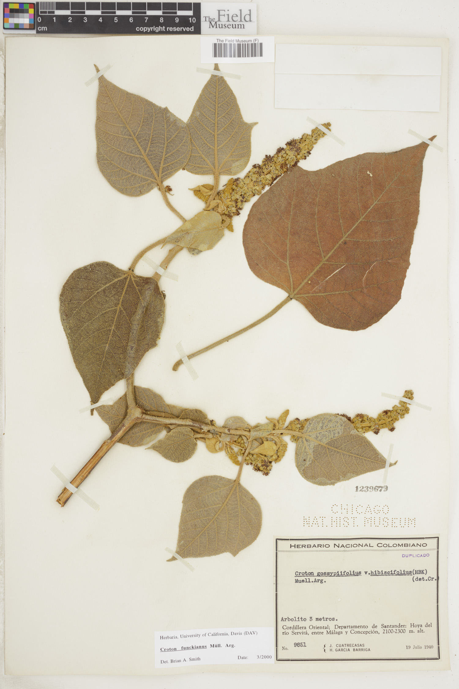Croton hibiscifolius image