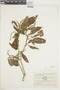 Croton glabellus image
