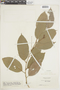 Croton glabellus image