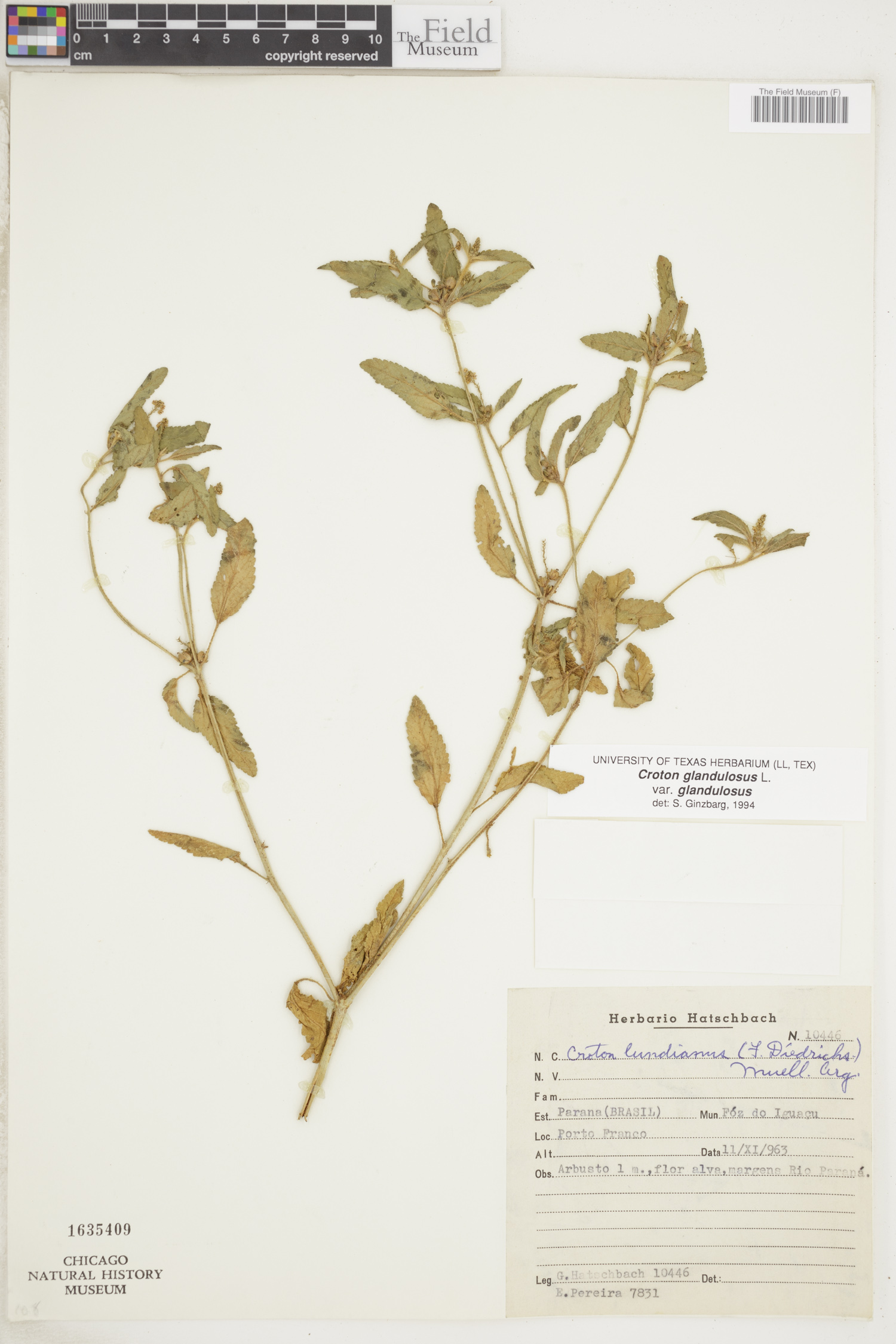 Croton glandulosus image
