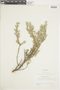 Croton gnaphalii image